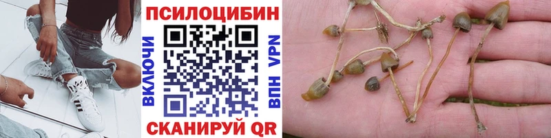 как найти   Кировград  Галлюциногенные грибы Psilocybine cubensis 